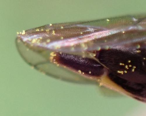 Trachelus troglodyta